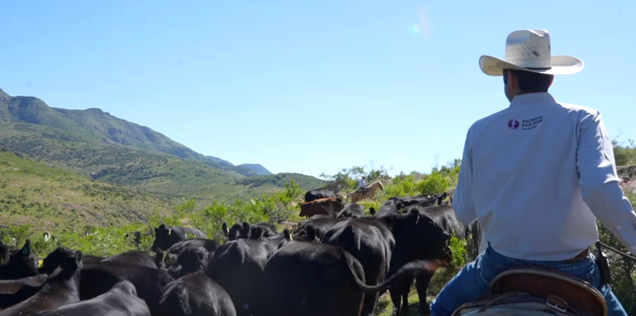 Ganado Angus de Hacienda San José en el rancho
